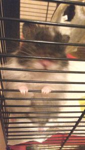 Ein etwas unscharfes Foto, aber Hamsterchen will nie stillhalten