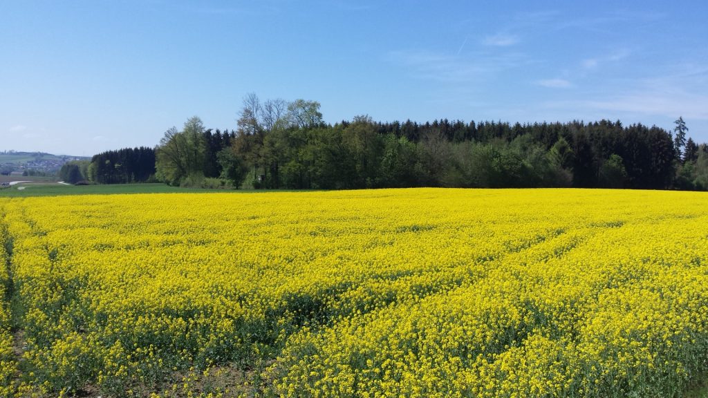 Ein leuchtendes Rapsfeld - wie schön ist die Natur