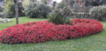 Palmen in rotem Blumenkranz aus Eisblumen