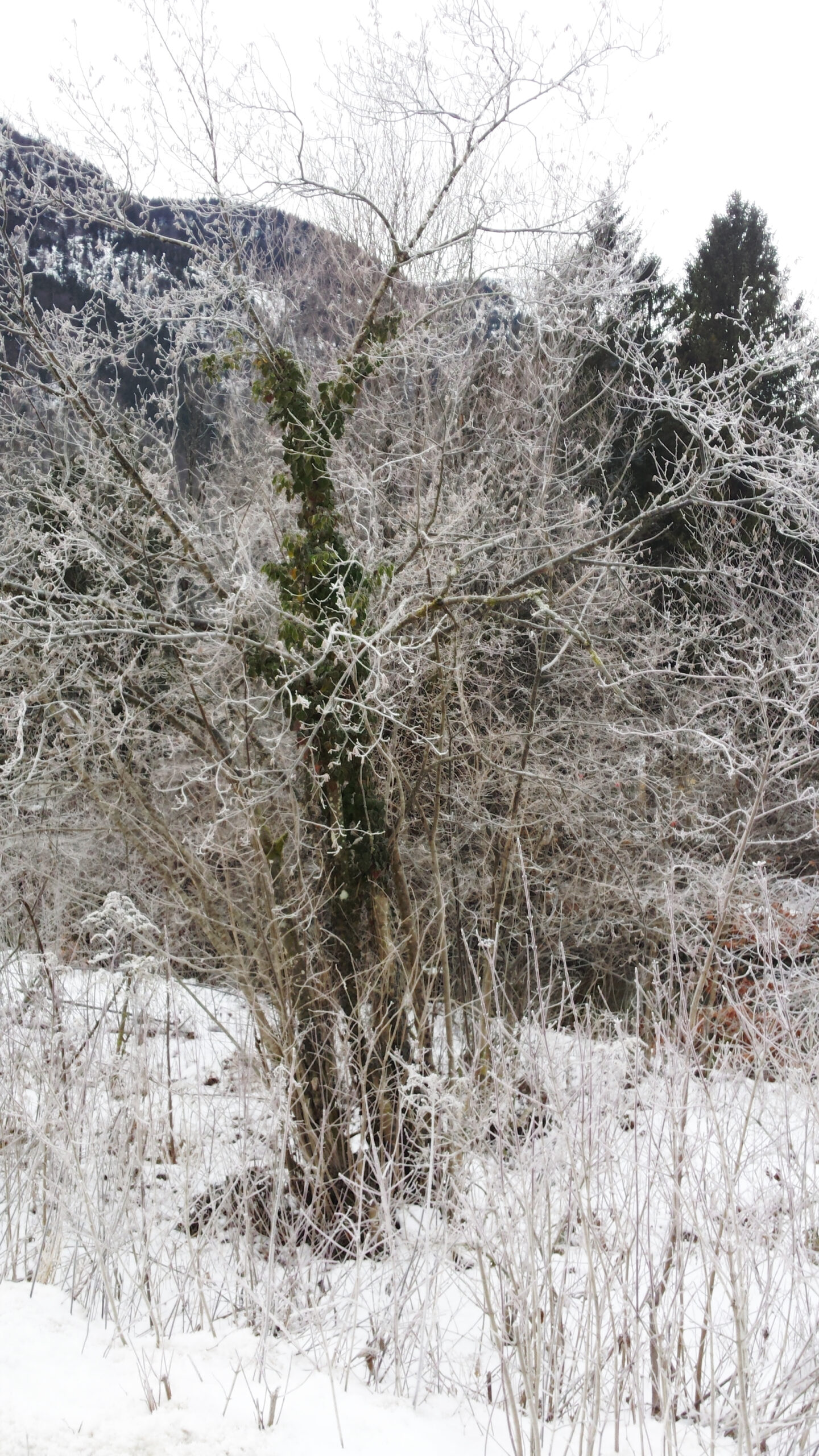 Ein Baum mit Rauhreif